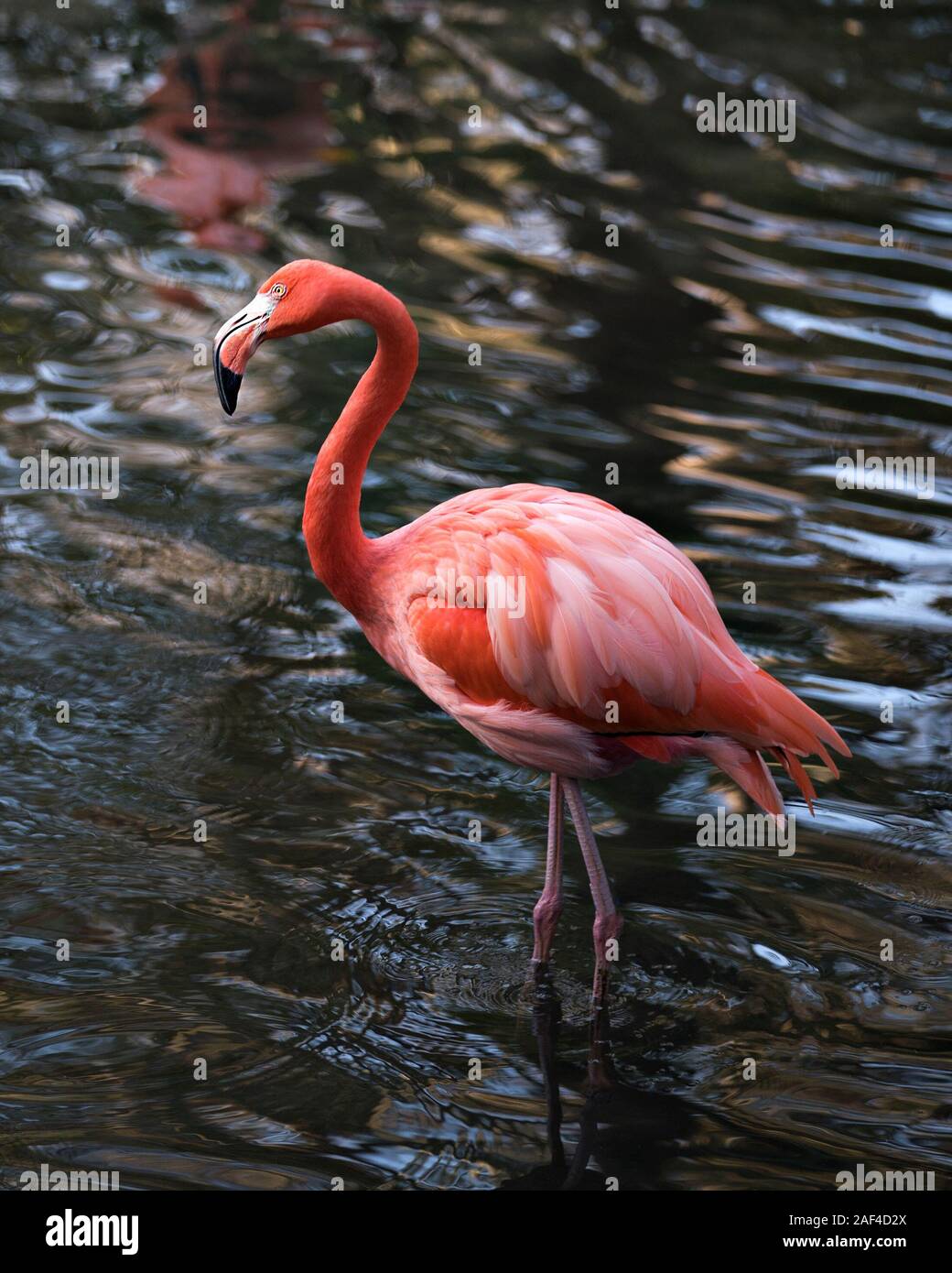 Flamingo bird close-up profile view in the water displaying its spread wings, beautiful plumage, pink plumage, head, long neck, beak, eye, in its surr Stock Photo