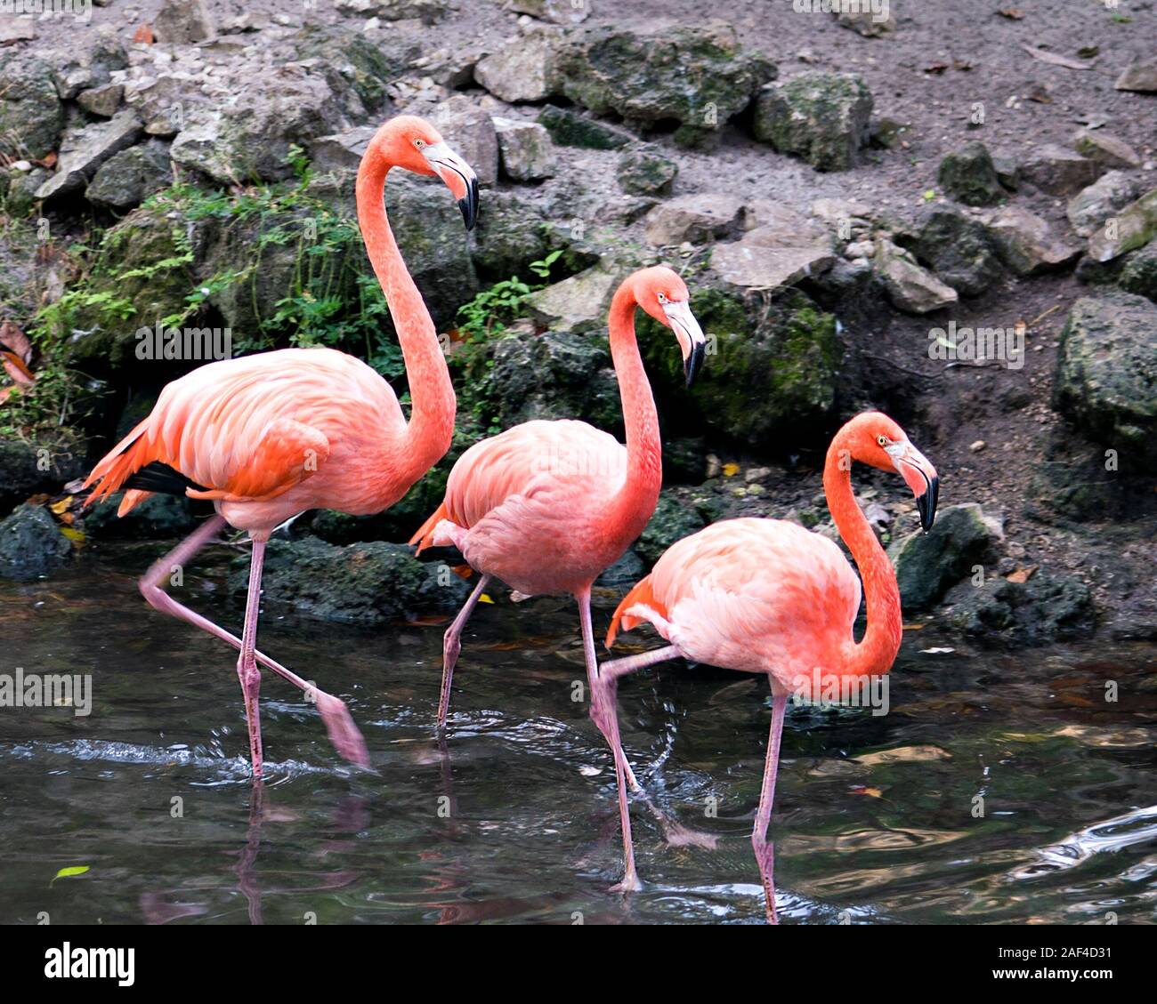 Flamingo birds trio close-up profile view in the water marching and displaying their wings, beautiful plumage, pink plumage, heads, long necks. Stock Photo