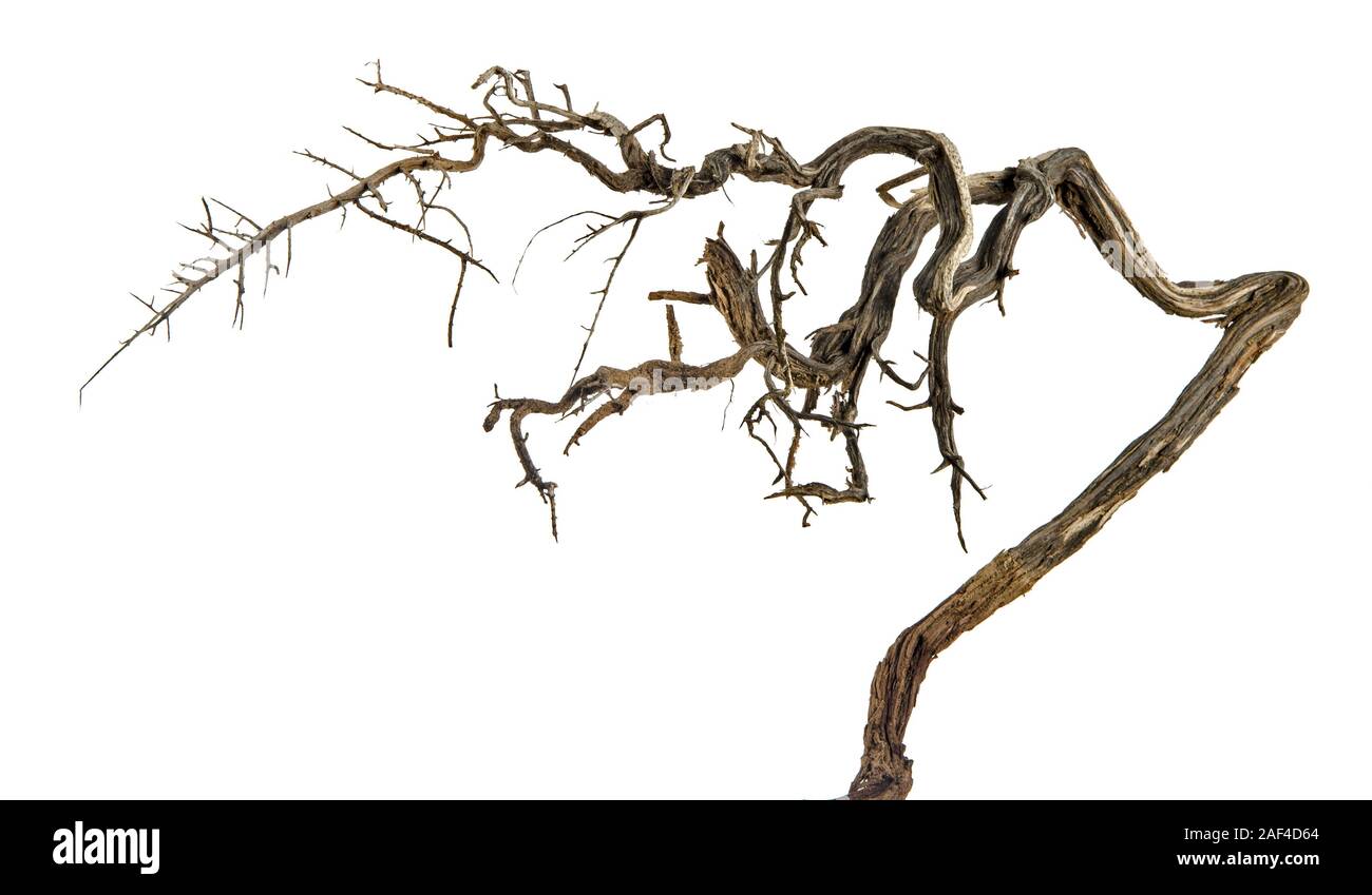 Dry branch hi-res stock photography and images - Alamy