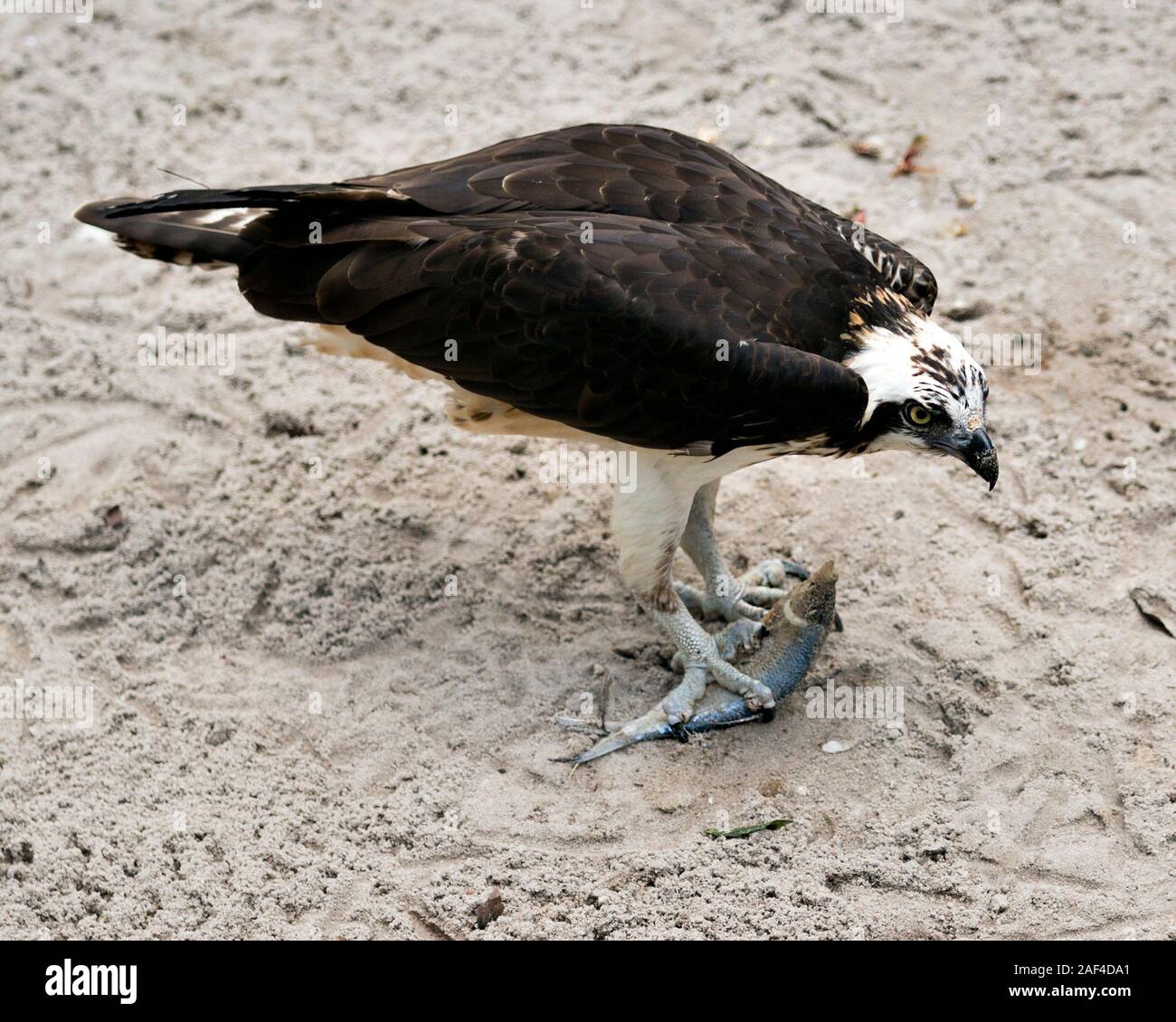 Osprey bird profile view eating a fish displaying its brown plumage head, talons with a bokeh background in its surrounding and environment. Stock Photo