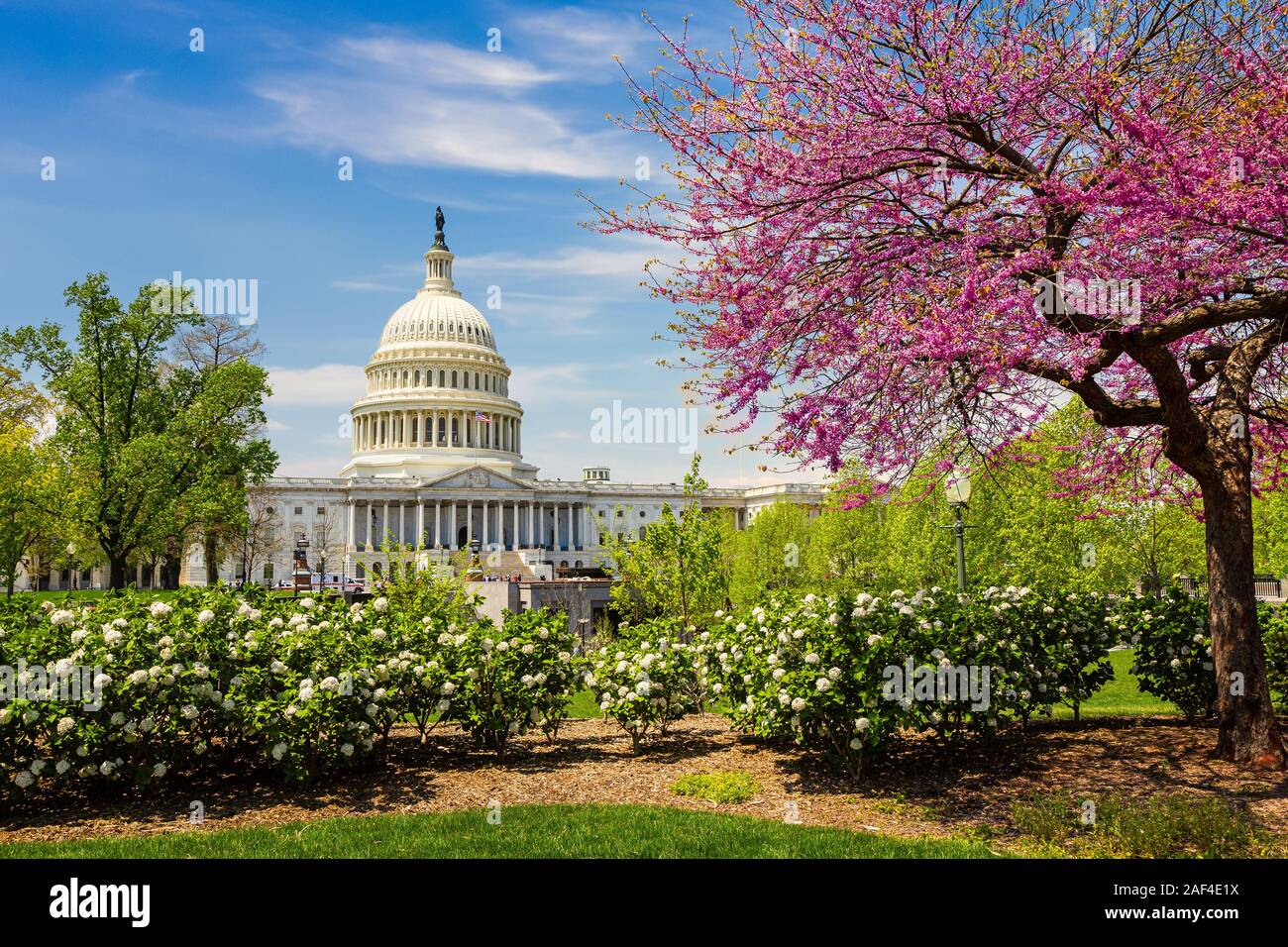 The US Capitol on a sunny spring day with cherry blossoms, Washington DC Stock Photo