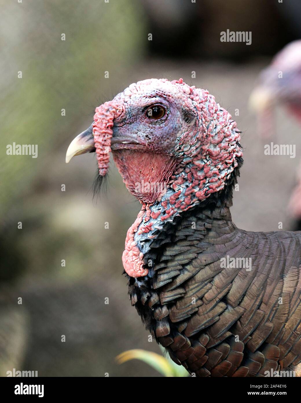Wild turkey bird head closeup profile view with bokeh background view