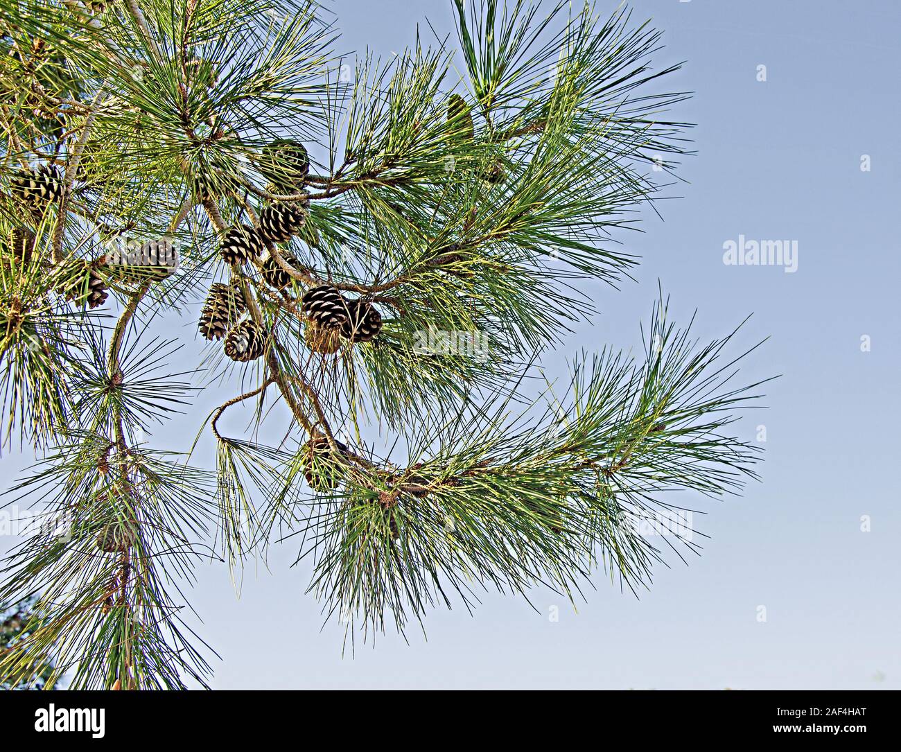Pine branch with cone on sky background Stock Photo - Alamy