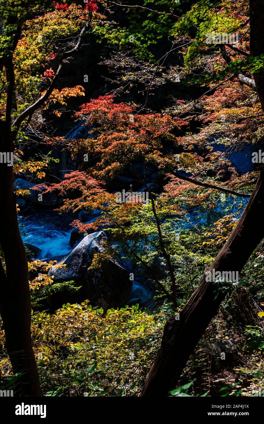 Autumn colors in Shosenkyo Gorge, Yamanashi Prefecture, Japan Stock Photo