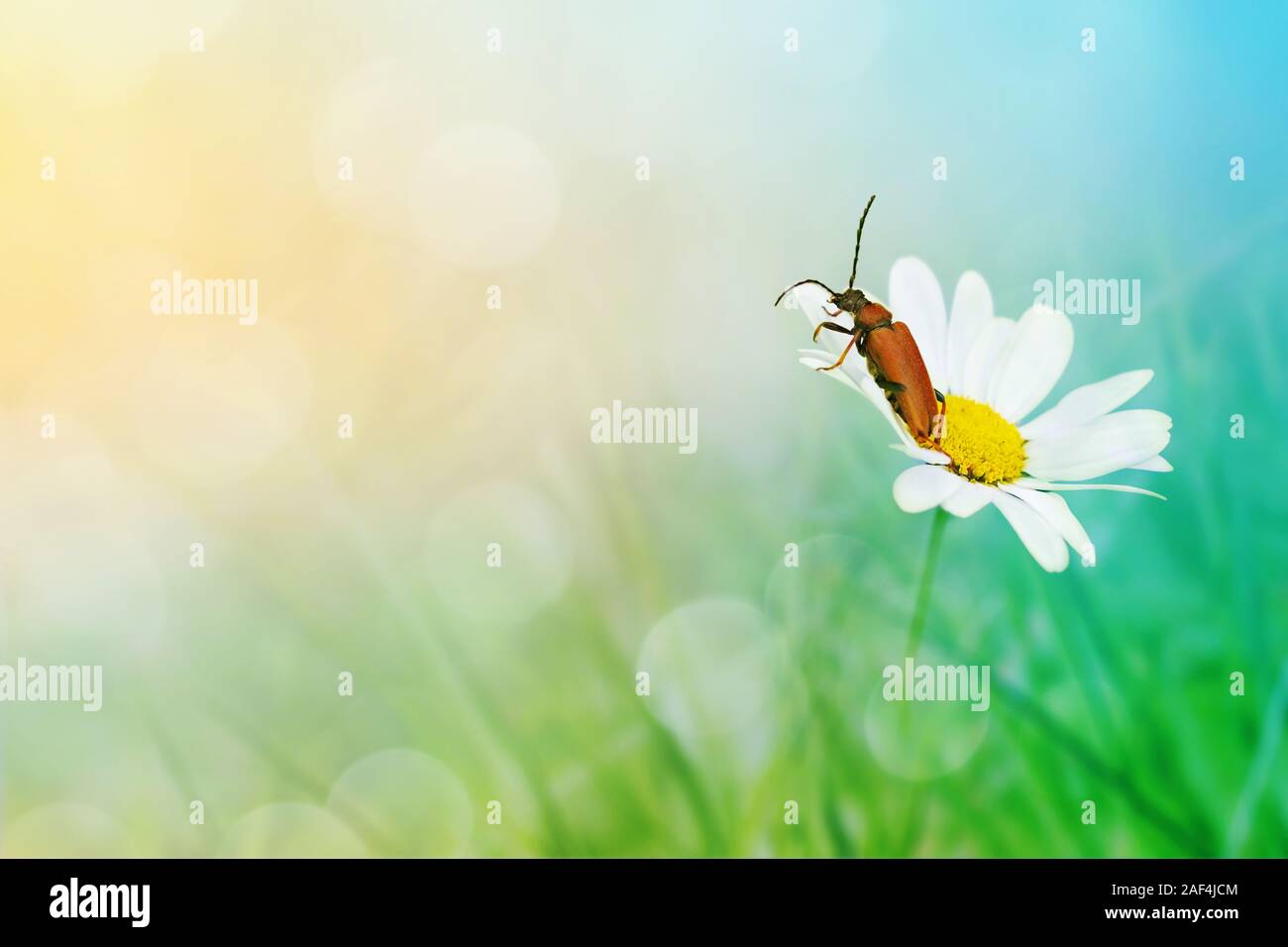 Bright image with the red-brown beetle (Cantharis ) on the big daisy in fair weather and a text space Stock Photo