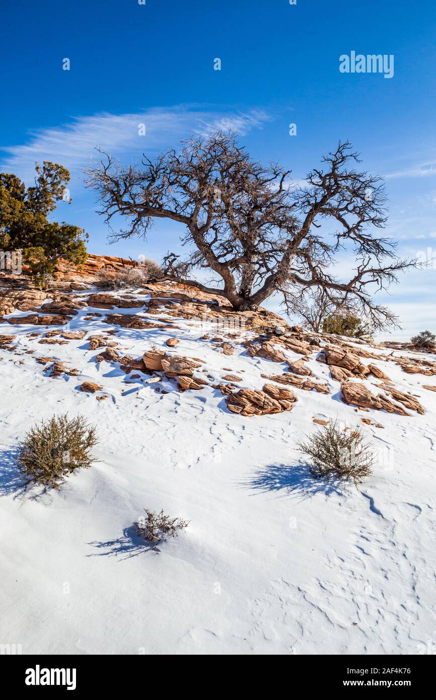 An old tree growing on a snow covered rocky hill under a clear blue sky, Canyonlands National Park, Island in the Sky, Utah, USA. Stock Photo