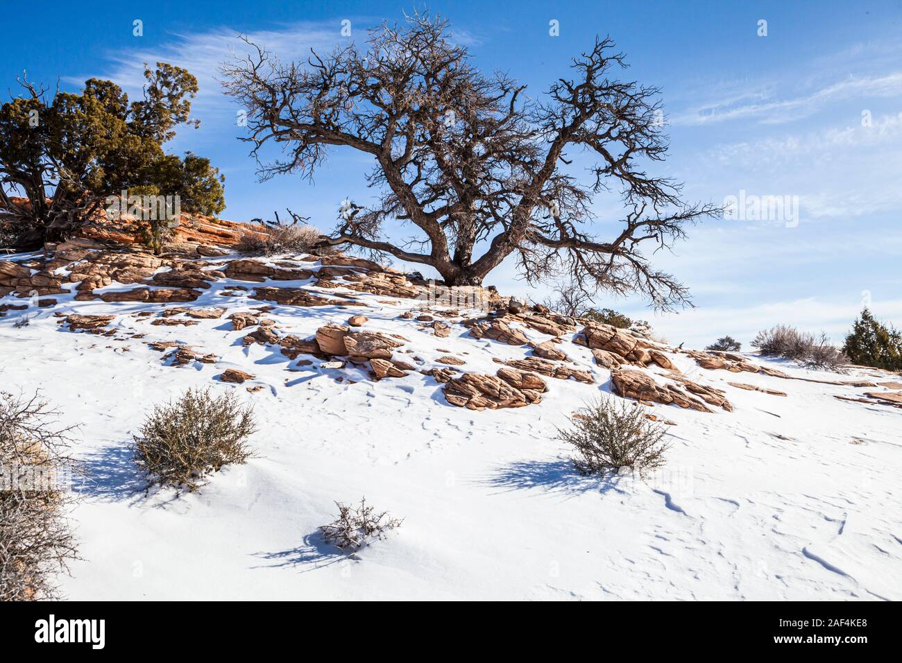 An old tree growing on a snow covered rocky hill under a clear blue sky, Canyonlands National Park, Island in the Sky, Utah, USA. Stock Photo
