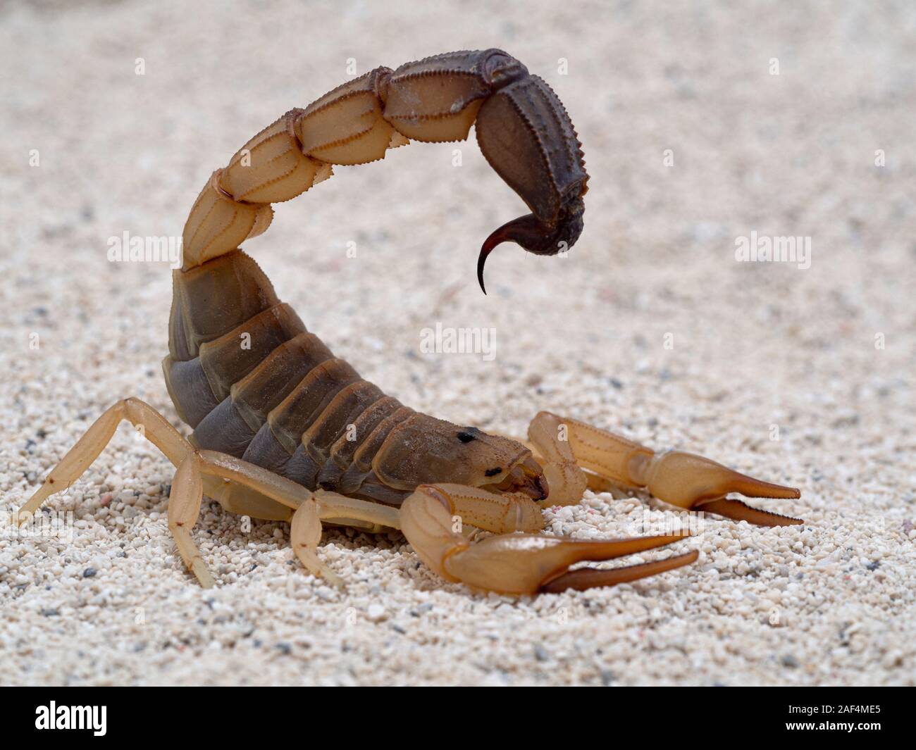 Highly venomous fattail scorpion, Androctonus australis, on sand, side view, closeup. This species from North Africa and the Middle East, is one of th Stock Photo