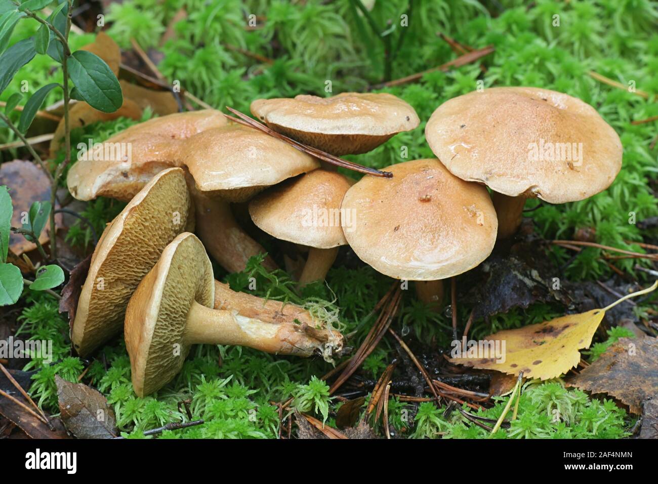 Suillus bovinus, known as cow mushroom or bovine bolete, edible fungus from Finland Stock Photo