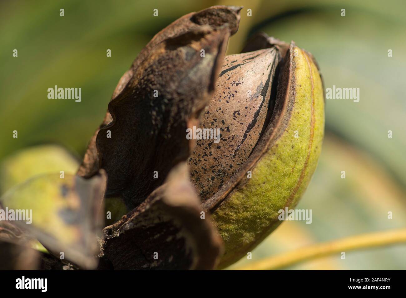 thumbnail image 2 of Pecan Tree Seeds – Carya Illinoinensis, NON-GMO, Organic 2016 Crop, USA Seller 2 of 5