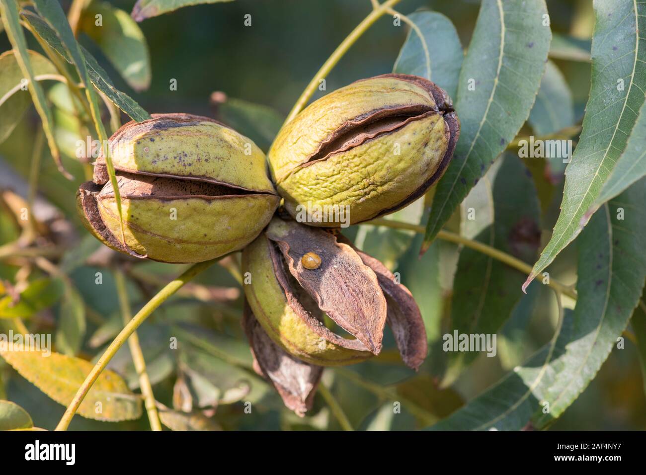 Pecan tree nut hires stock photography and images Alamy