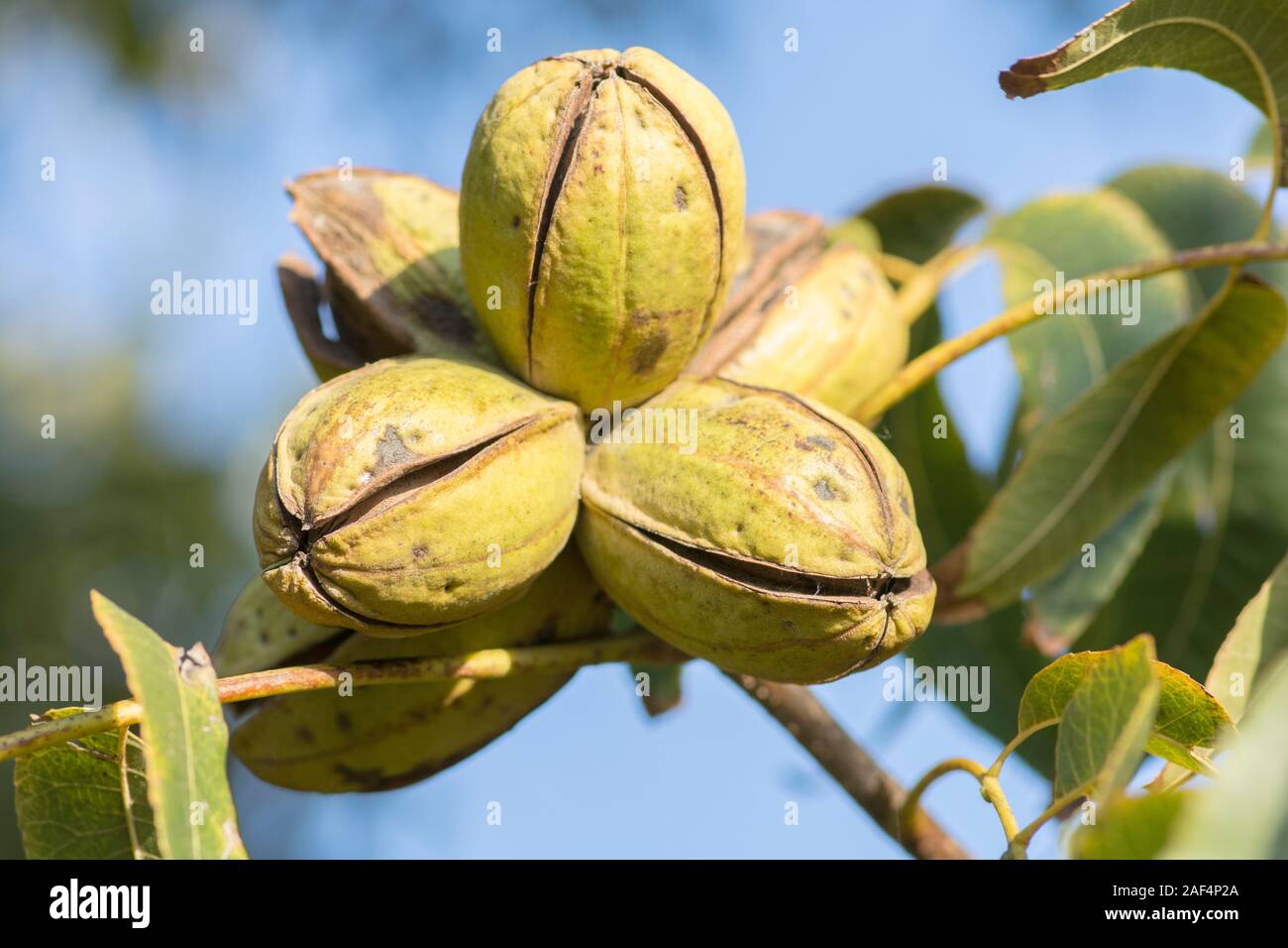 Ripe pecan nuts (Carya illinoinensis) on the tree, with husks open
