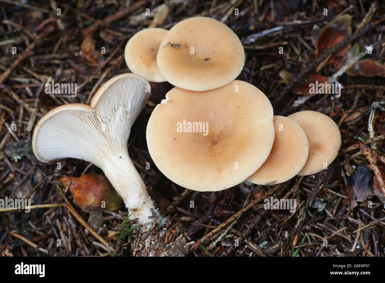 Paralepista flaccida (also called Clitocybe flaccida, Clitocybe inversa, Lepista flaccida and Lepista inversa), the tawny funnel cap, mushrooms from F Stock Photo