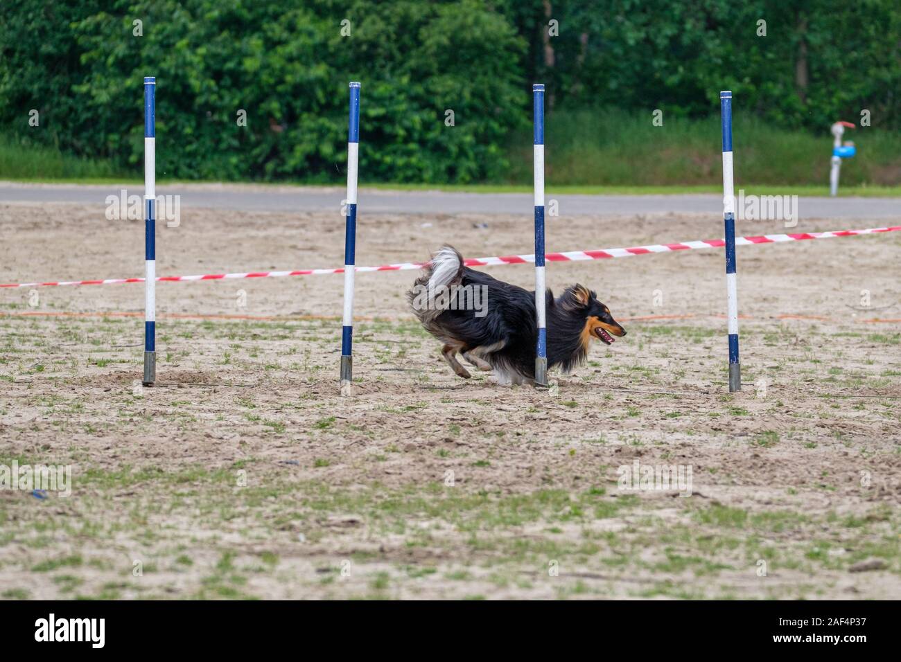 Border Collie in actiion in an agility exercise during a contest Stock Photo