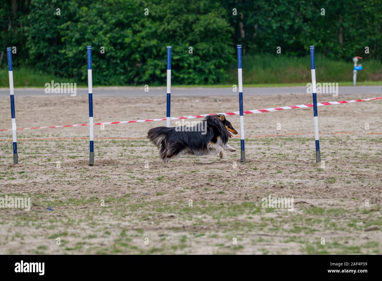 Border Collie in actiion in an agility exercise Stock Photo