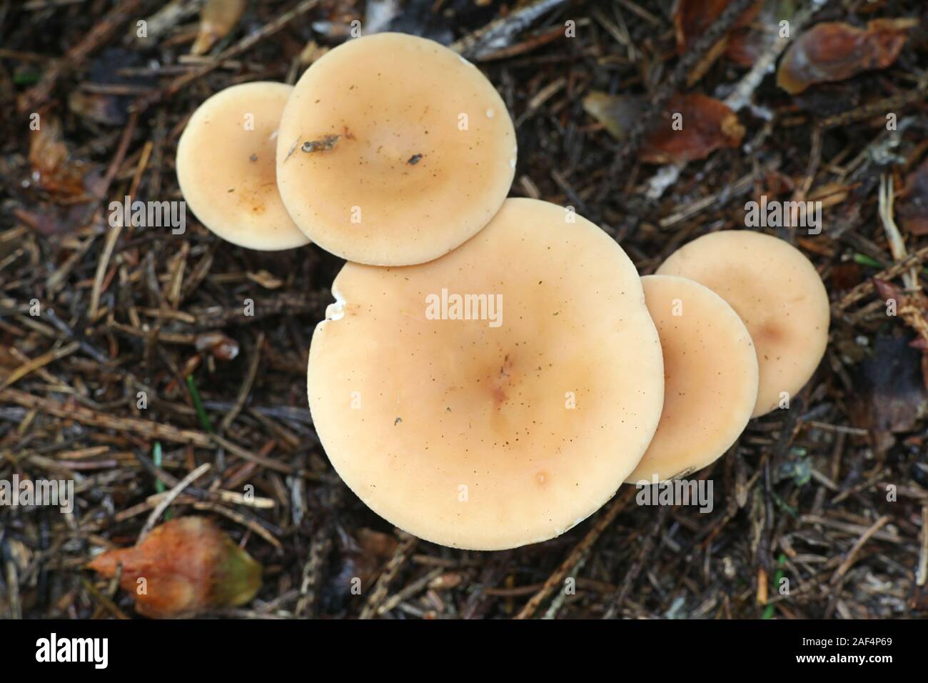 Paralepista flaccida (also called Clitocybe flaccida, Clitocybe inversa, Lepista flaccida and Lepista inversa), the tawny funnel cap, mushroom from Fi Stock Photo