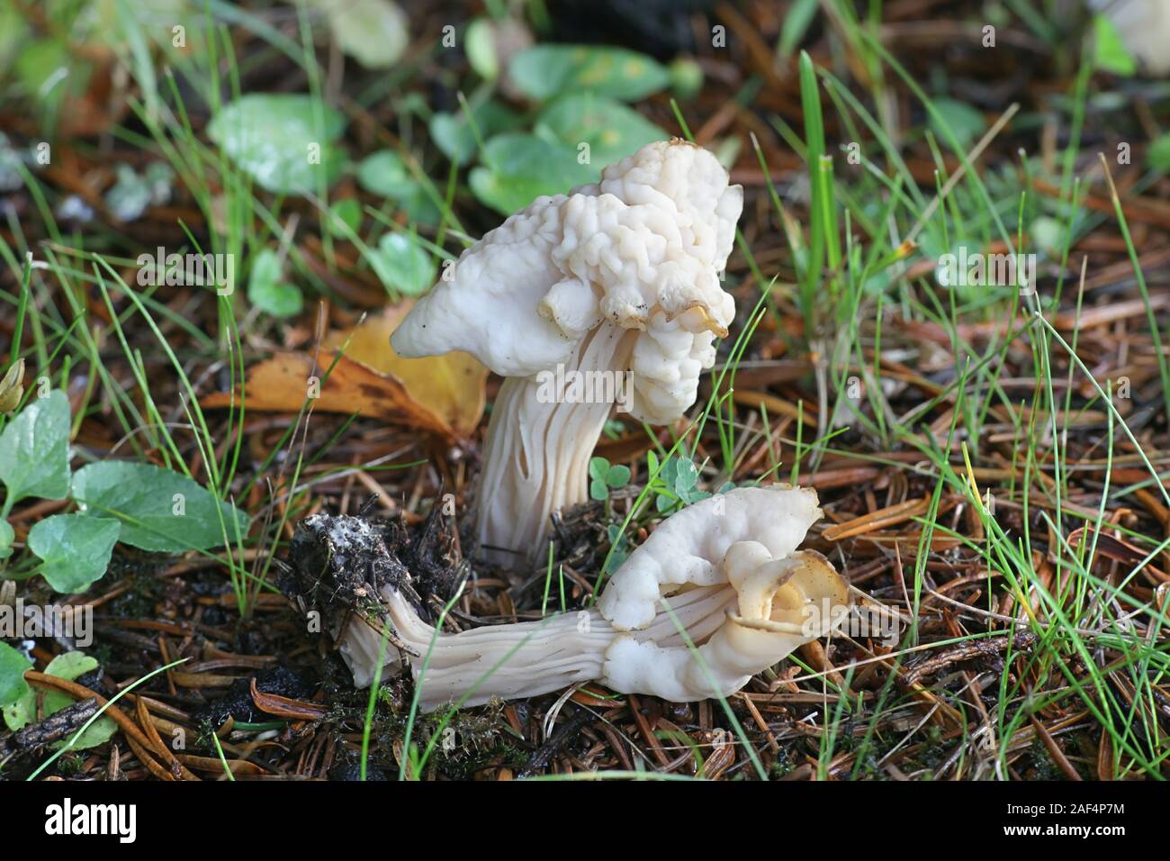 Helvella crispa, known as the white saddle, elfin saddle or common helvel, mushrooms from Finland Stock Photo