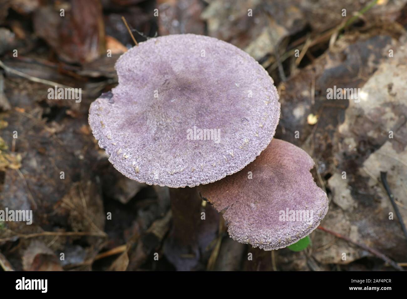 Cortinarius violaceus, known as the violet webcap or violet cort, wild mushrooms from Finland Stock Photo