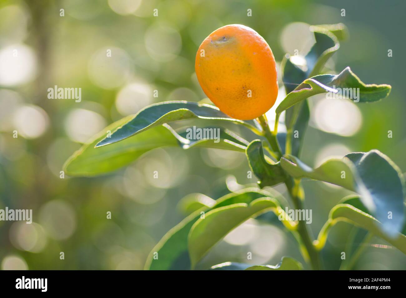 Single Kumquat (Citrus japonica) fruit, ripe and ready for harvest Stock Photo