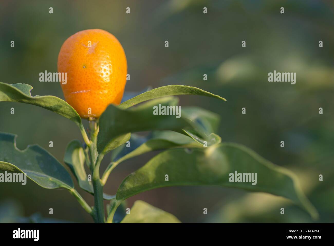 Single Kumquat (Citrus japonica) fruit, ripe and ready for harvest Stock Photo