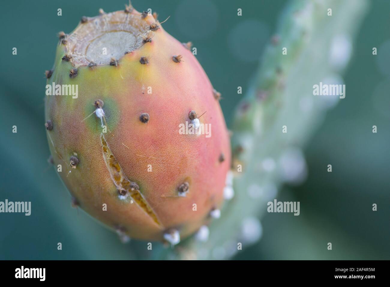 'Dactylopius opuntiae' insects, covering a Prickly pear cactus fruit Stock Photo