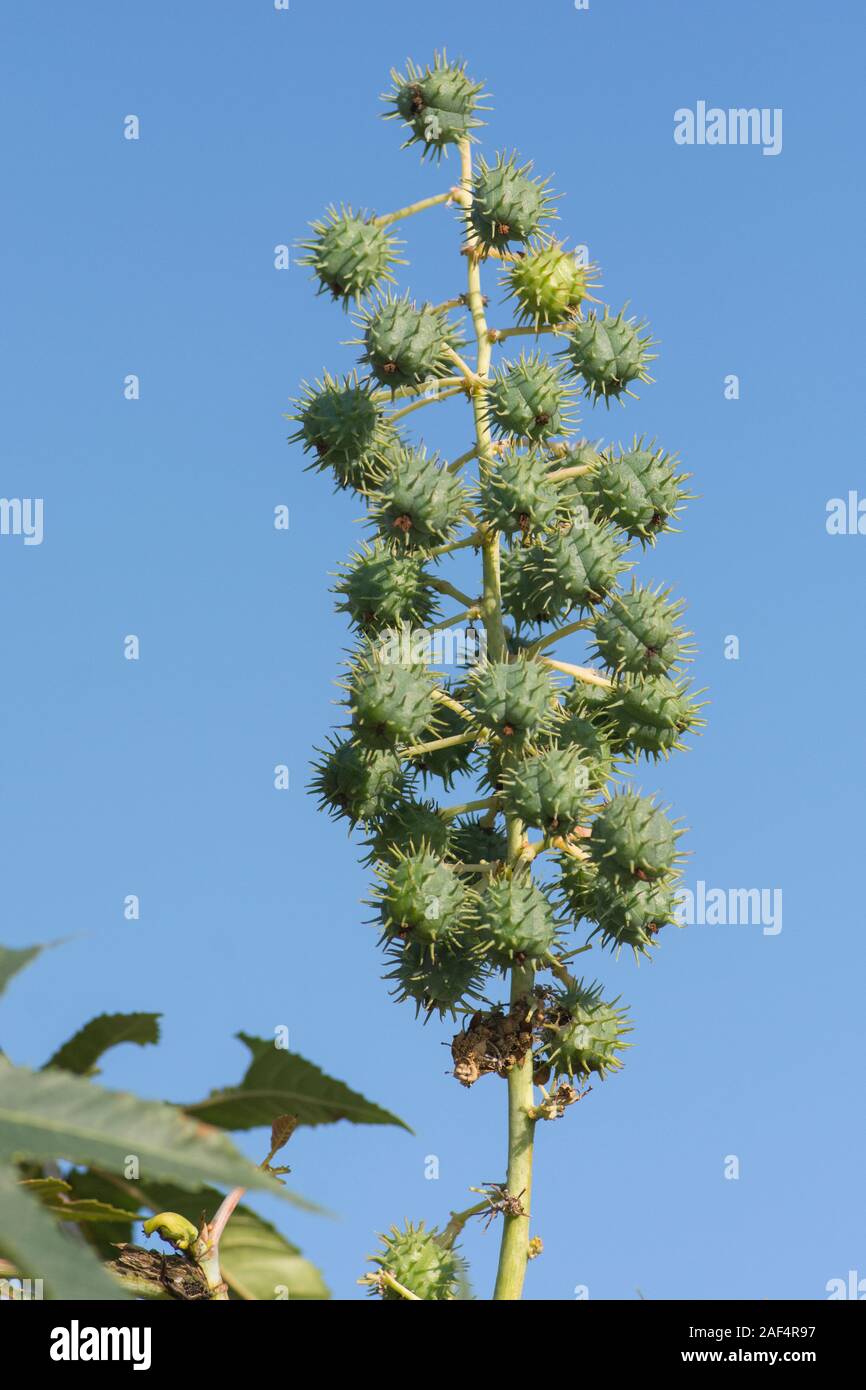 Vertical frame of a Ricinus (Ricinus communis ,or 'castor oil plant'), a poisonous plant Stock Photo