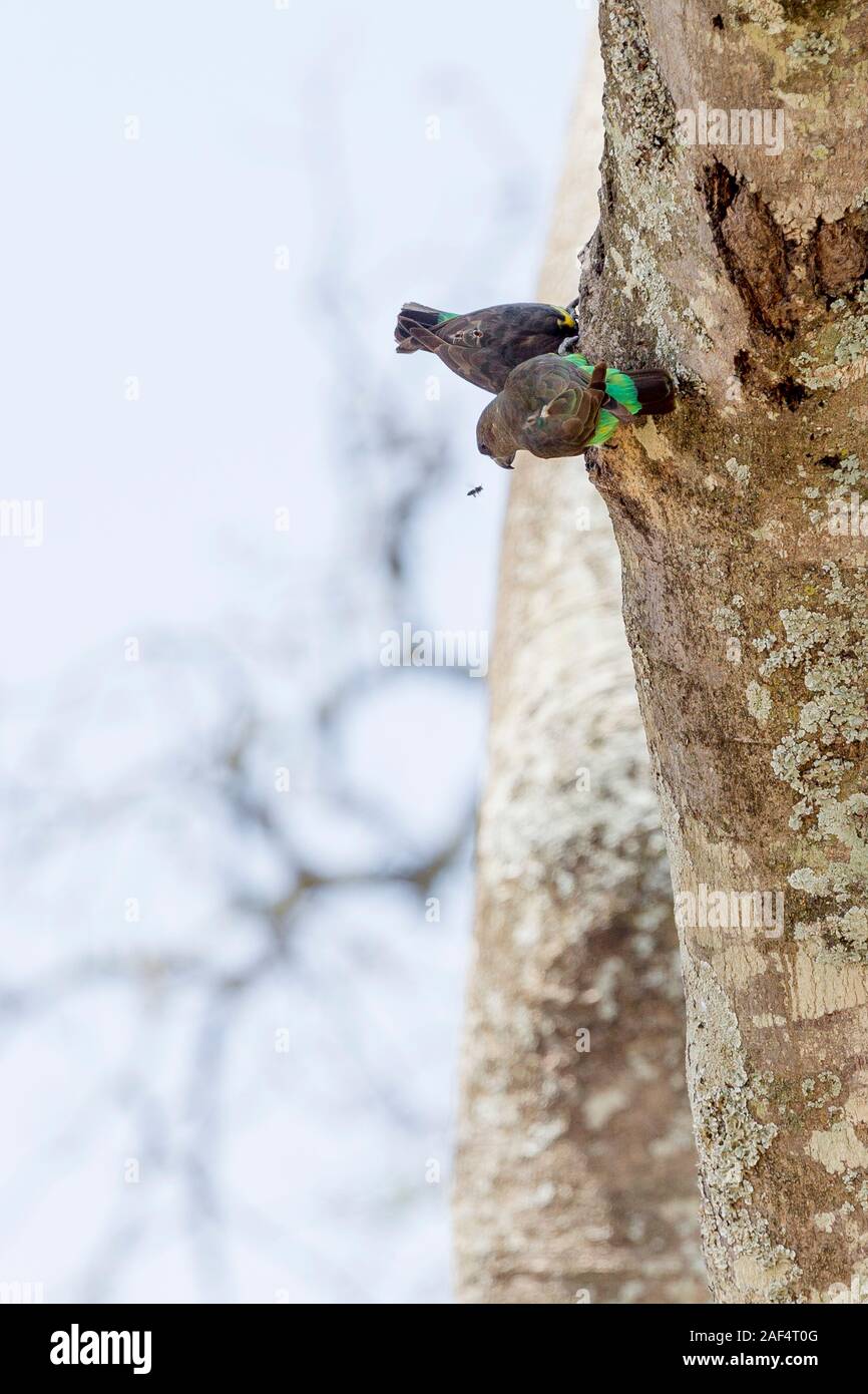 A pair of adult Brown parrots on the trunk of a tree, feeding from a