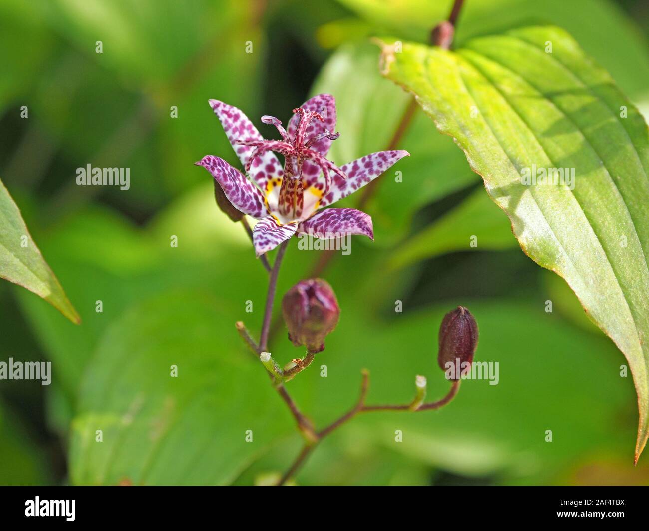 exotic purple white and yellow spotted flower of Toad Lily (Tricyrtis hirta) Kirkcudbright, Dumfries & Galloway,Scotland, UK Stock Photo