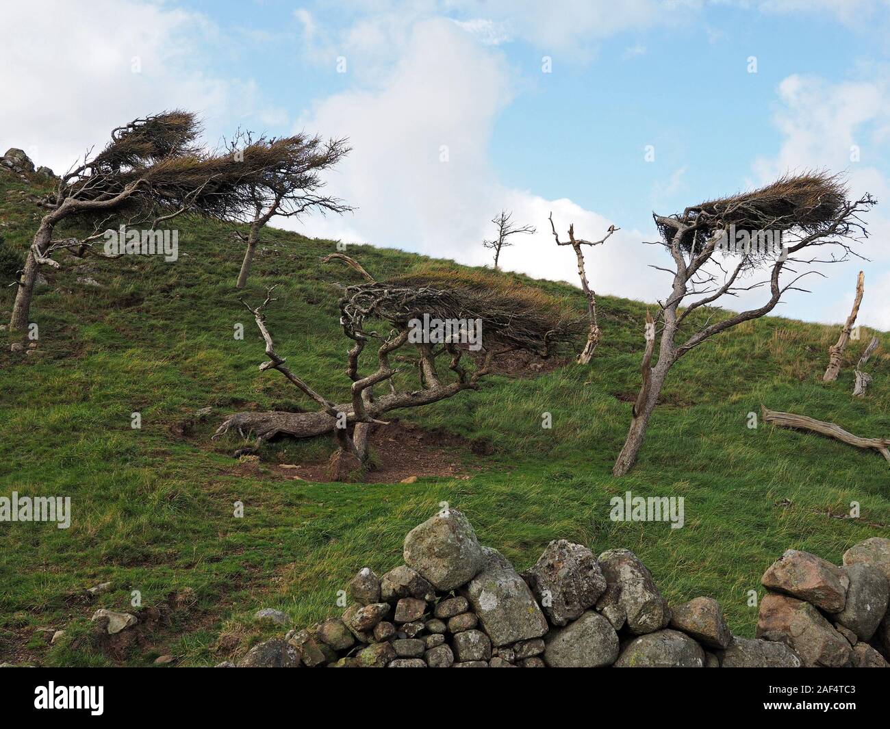 Windswept dwarf larch trees in ravaged clump on windy hillside above estuarine shore in Dumfries & Galloway,Scotland, UK Stock Photo