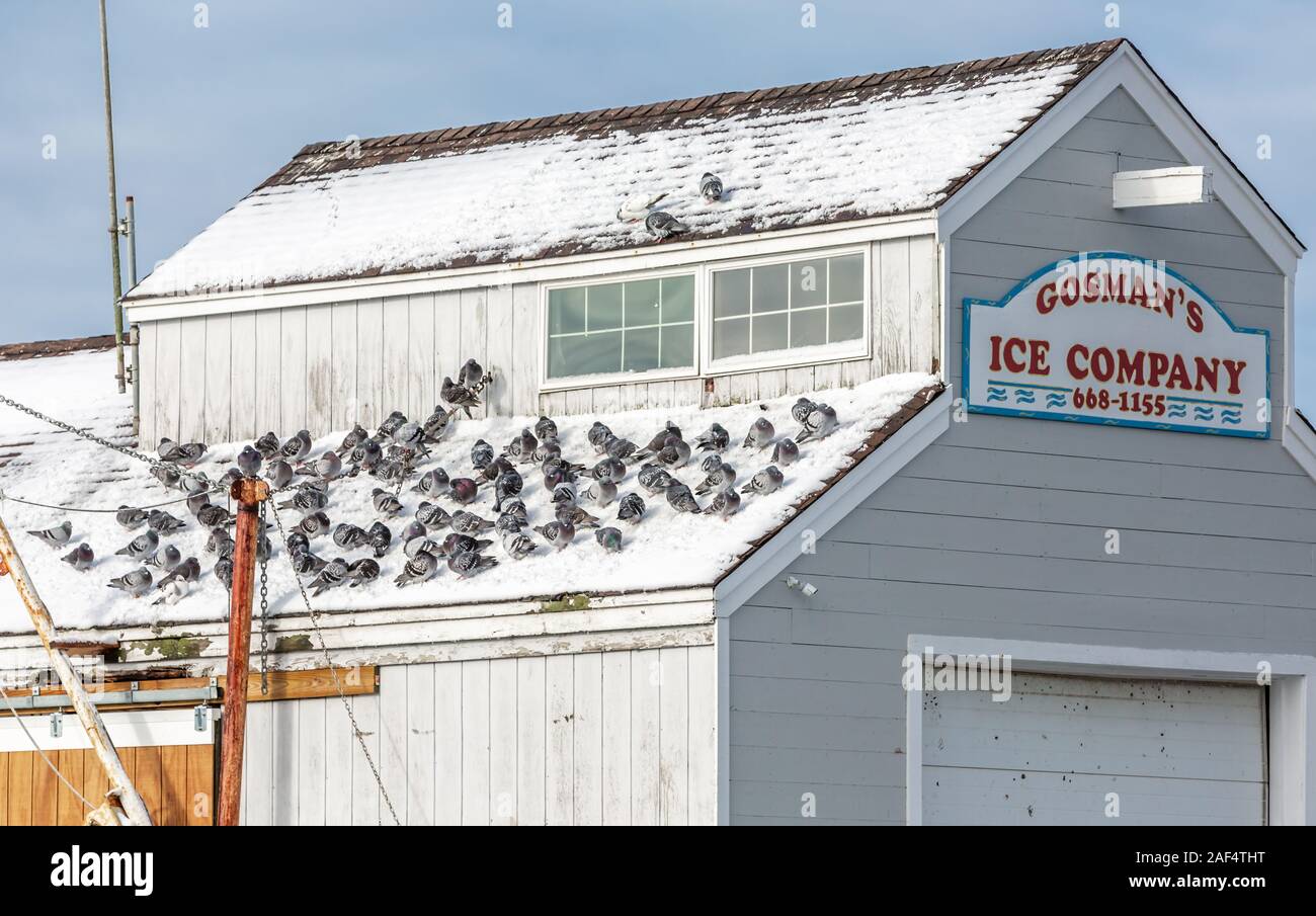 pigeons taking refuge from the cold on a Gosmans Ice Company building in Montauk, NY Stock Photo