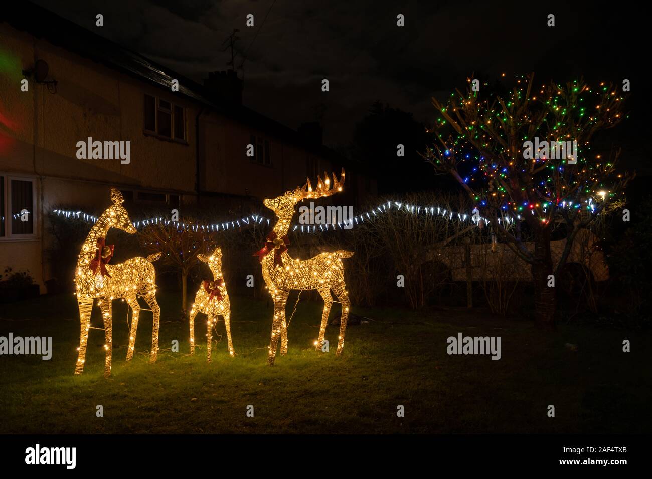 Large Wicker Reindeer Ornaments With Christmas Lights Lit Up In A Front Garden Uk Stock Photo Alamy
