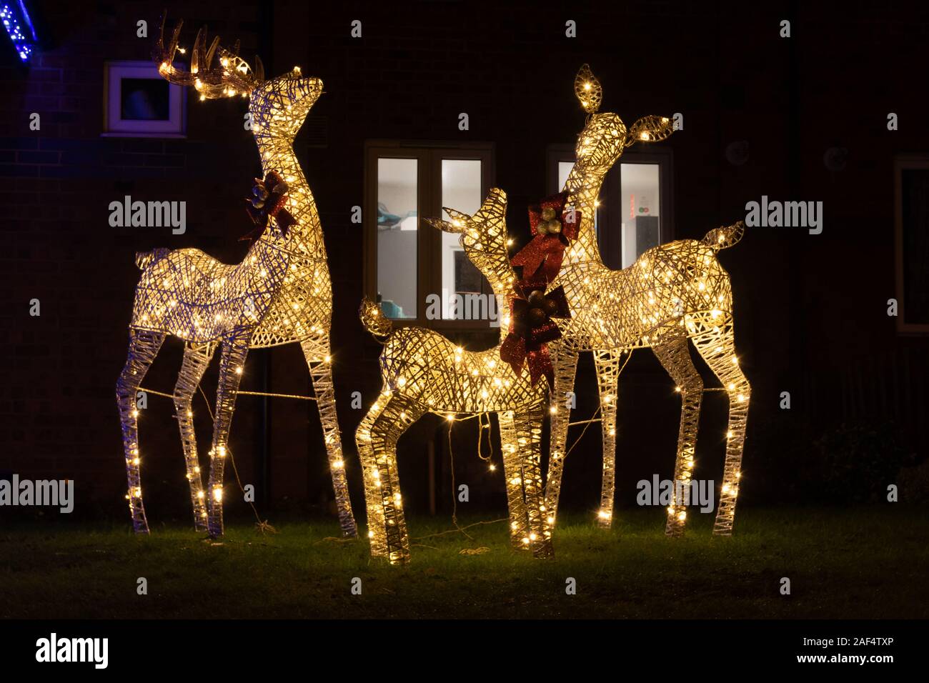 Large wicker reindeer ornaments with Christmas lights lit up in a front garden, UK Stock Photo