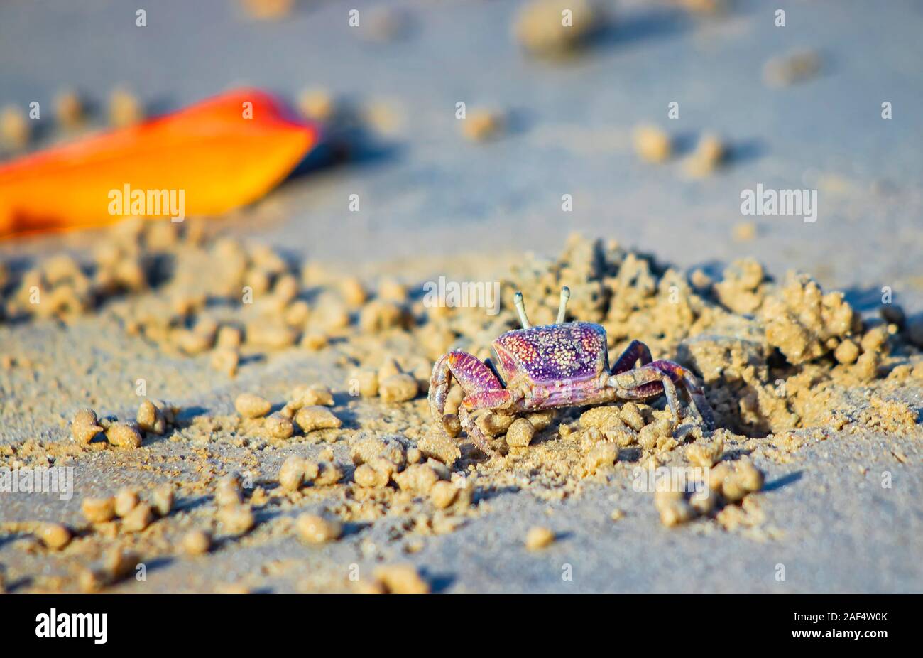 A small red crab on a sandy beach in a sea lagoon in Africa, Senegal. It is a wildlife photo in nature. Stock Photo