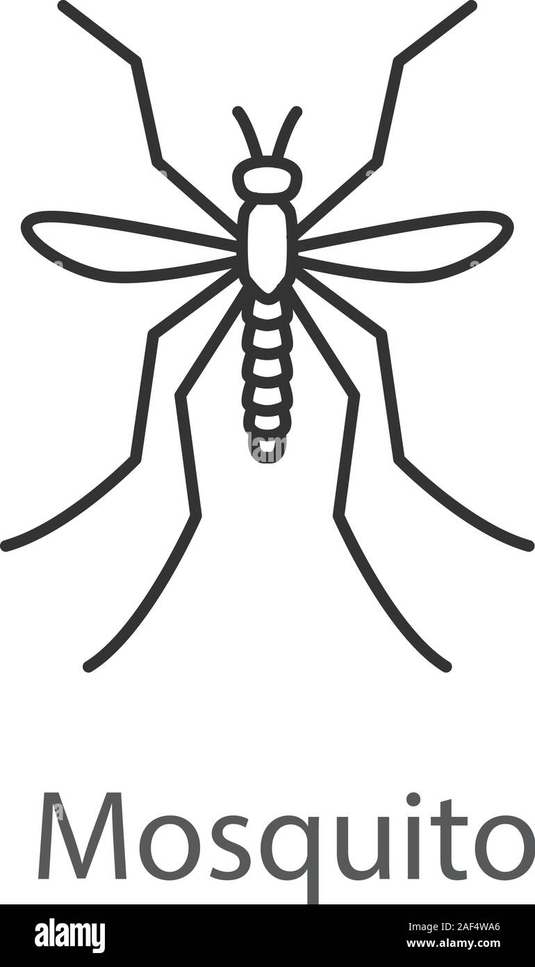 Gnat Drawing