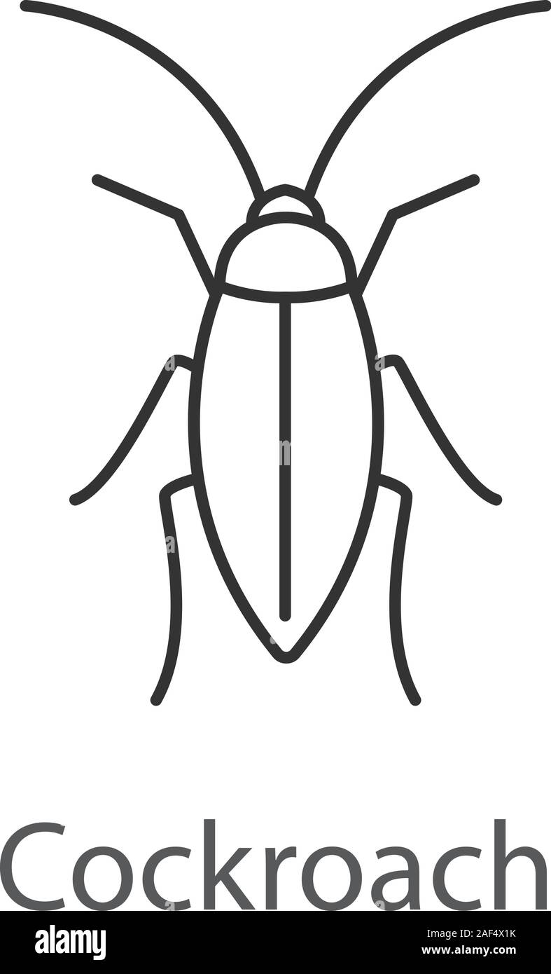 Cockroach bug sketch engraving Royalty Free Vector Image