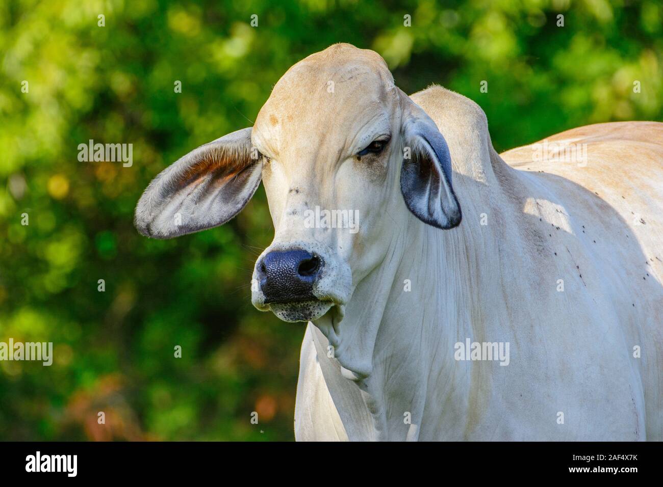 Brahman Cattle Head High Resolution Stock Photography And Images Alamy