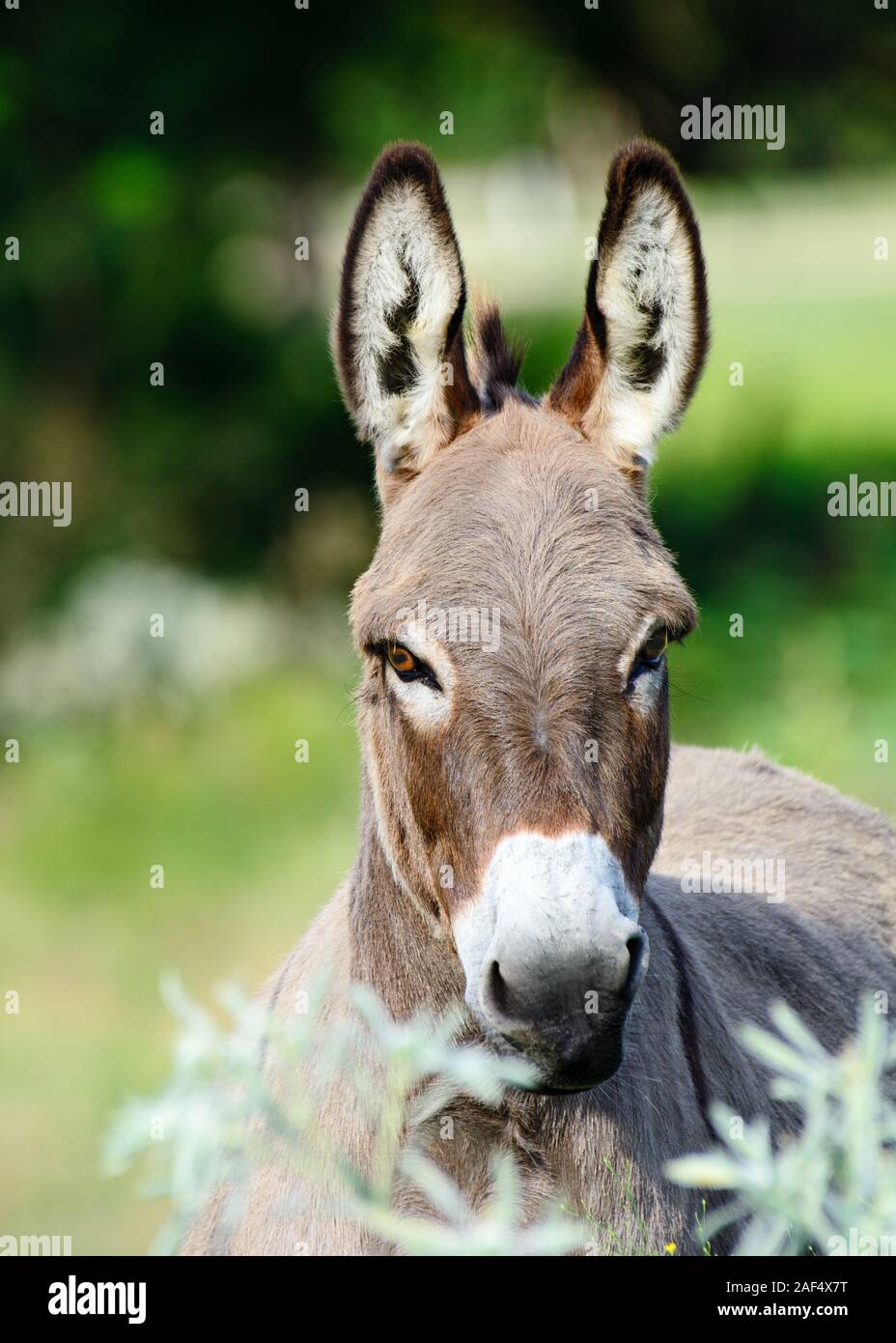 Donkey or ass (Equus africanus asinus) ears straight up Stock Photo