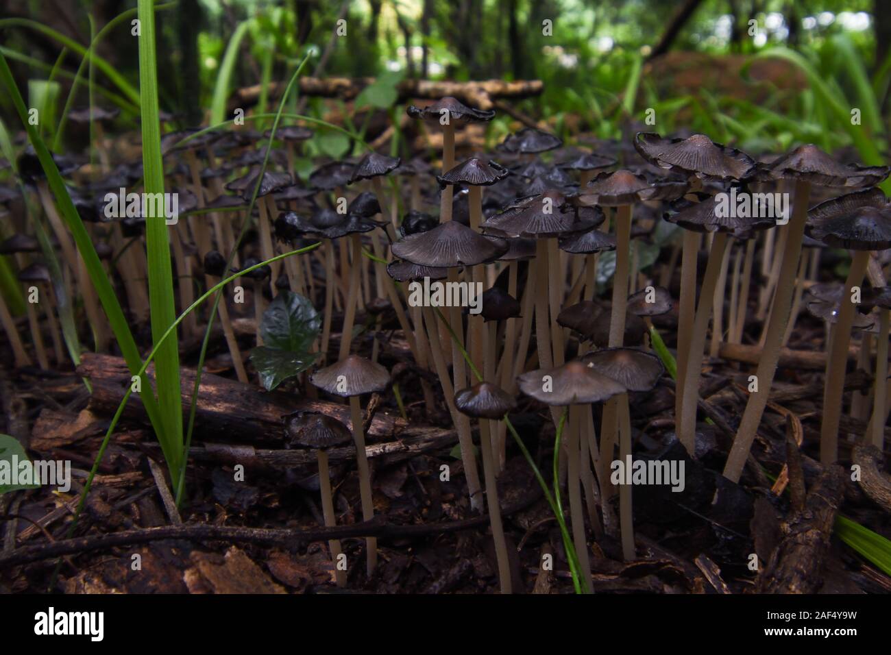 Common Ink Cap Mushroom Patch In A Forest (Coprinopsis atramentaria