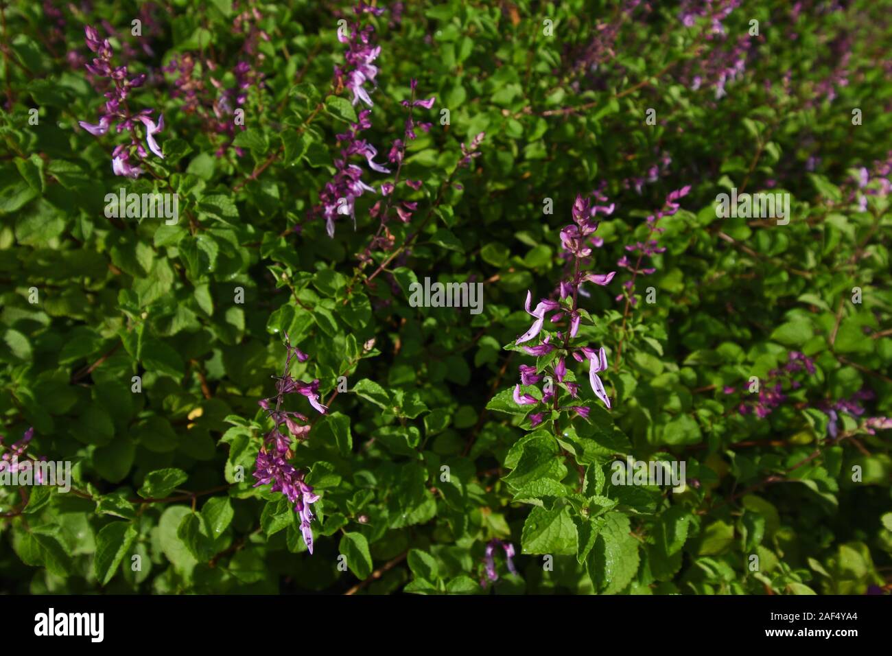 Purple Mint Spur-flower Flowering Plants (Plectranthus sp.) Stock Photo
