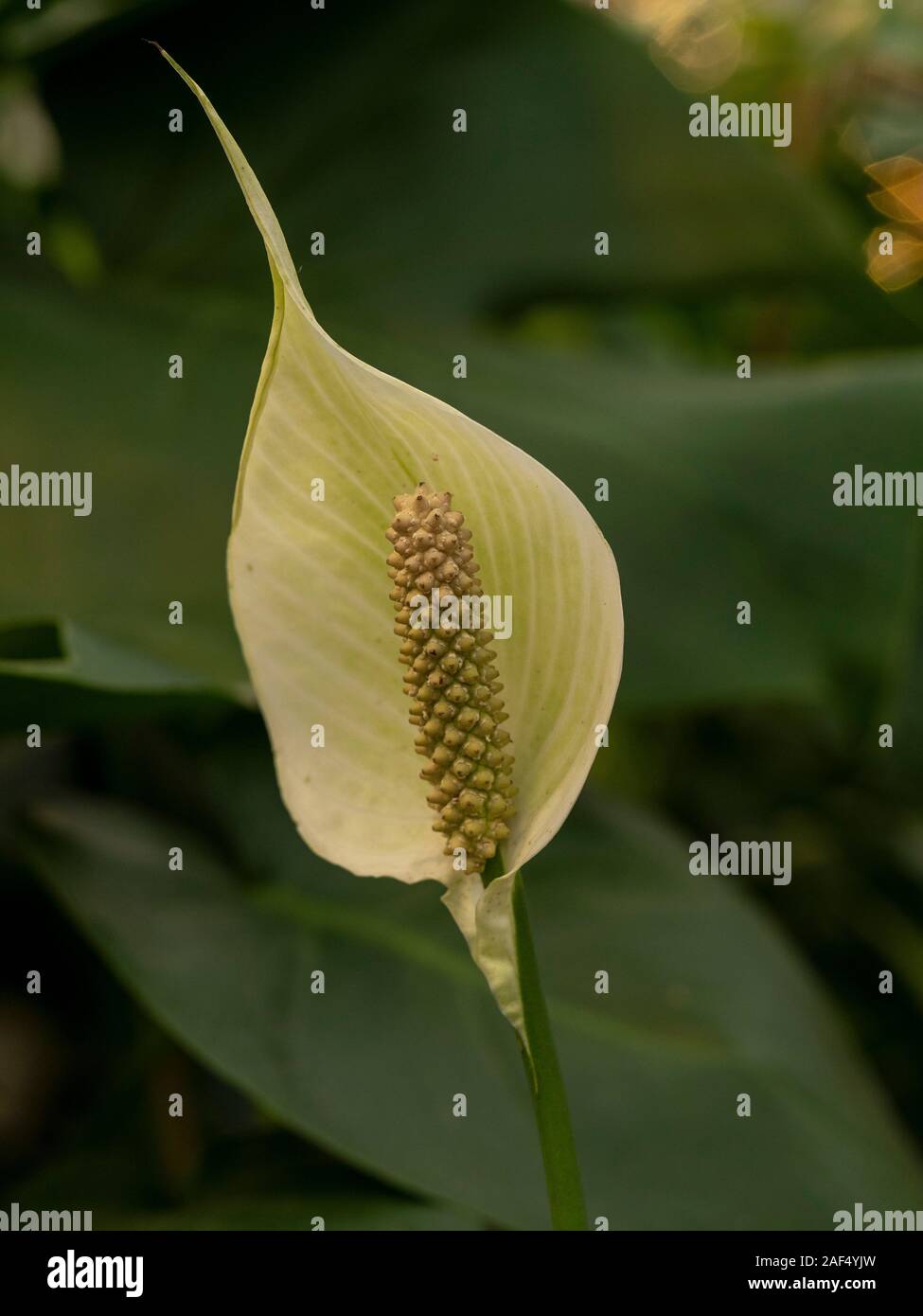 Petal and seeds of a peace lily flower, Spathiphyllum, with green leaves Stock Photo