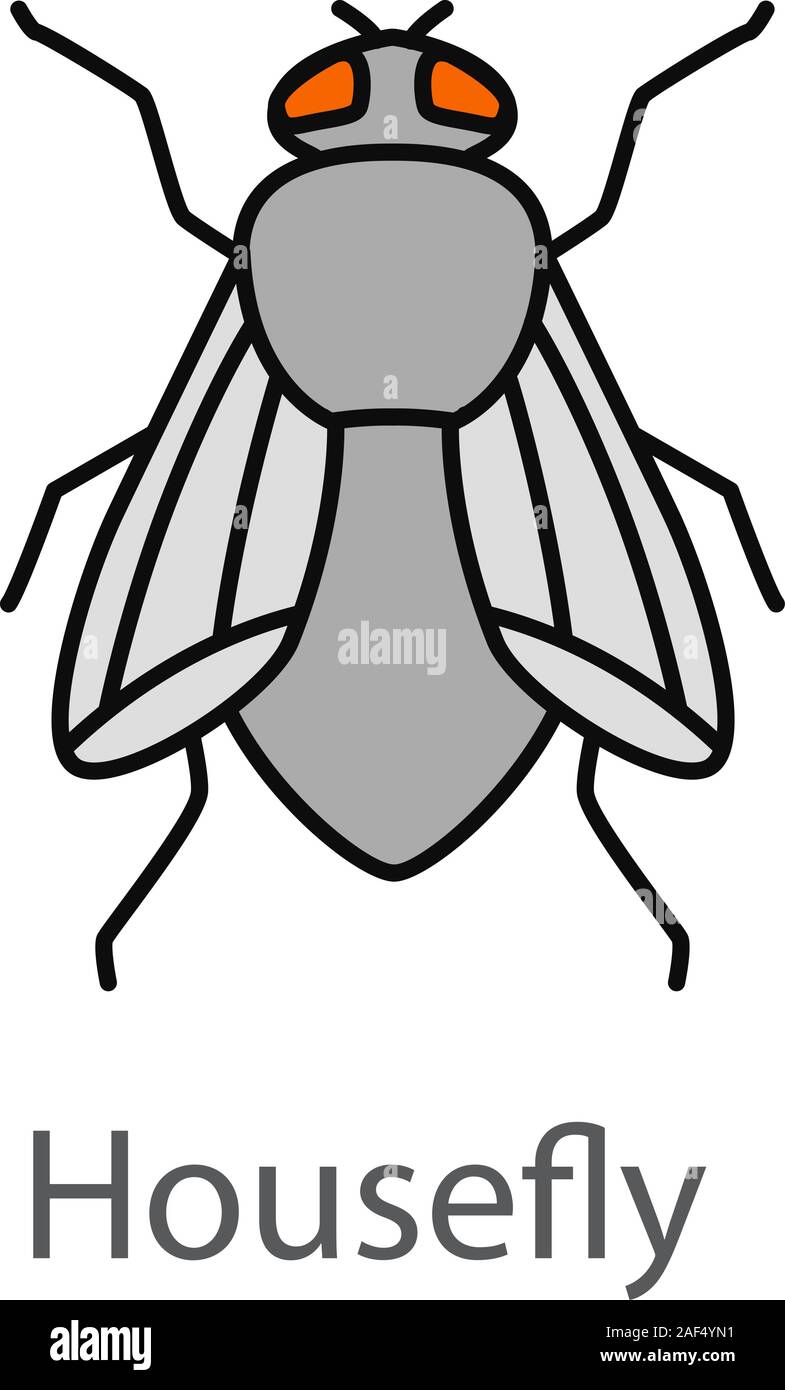 Housefly color icon. Musca domestica. Fly insect. Isolated vector