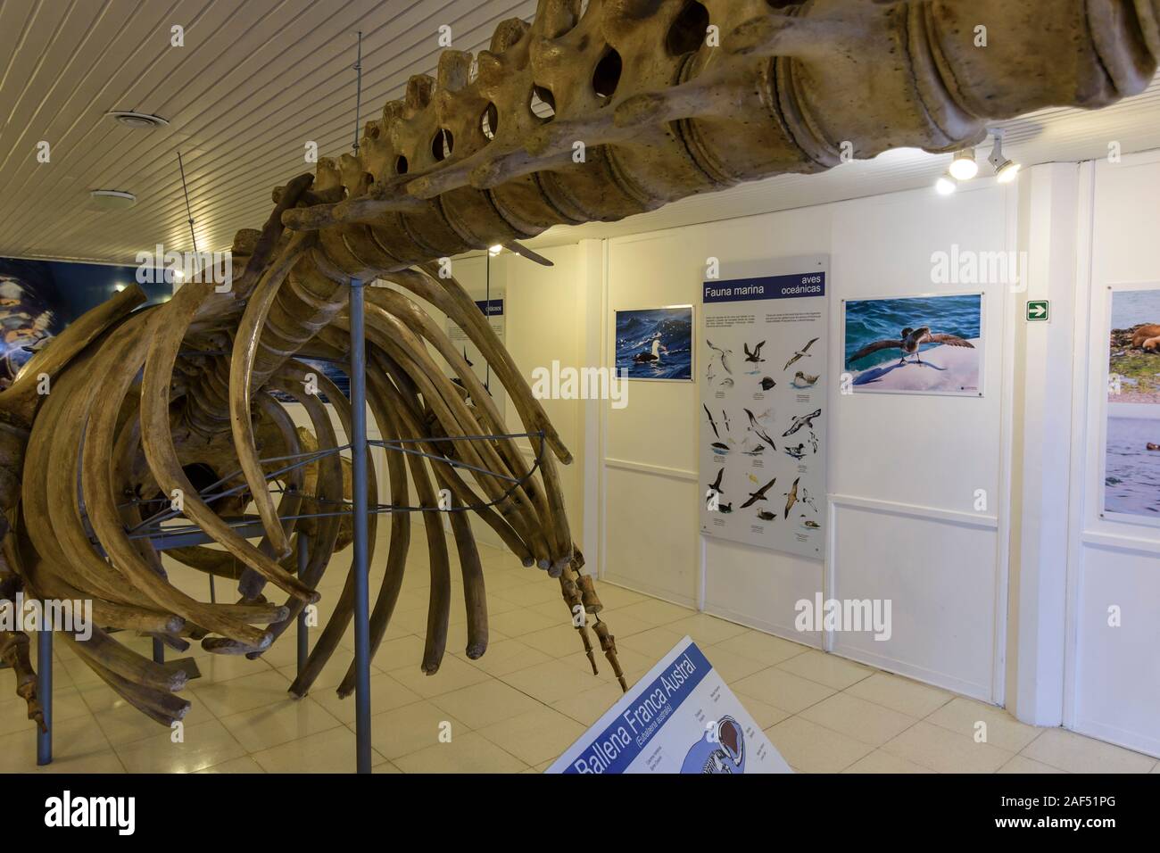 Inside view of Interpretation Centre Carlos Ameghino museum showing a Southern Right Whale skeleton Stock Photo