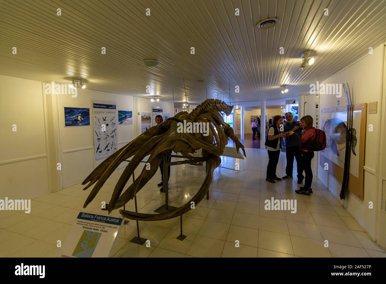 Inside view of Interpretation Centre Carlos Ameghino museum showing a