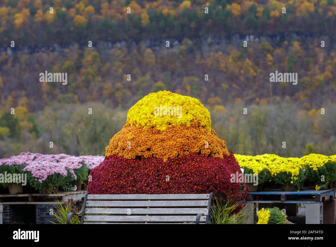 Schoharie, New York: Chrysanthemum display at a popular farm stand called The Carrot Barn. Stock Photo