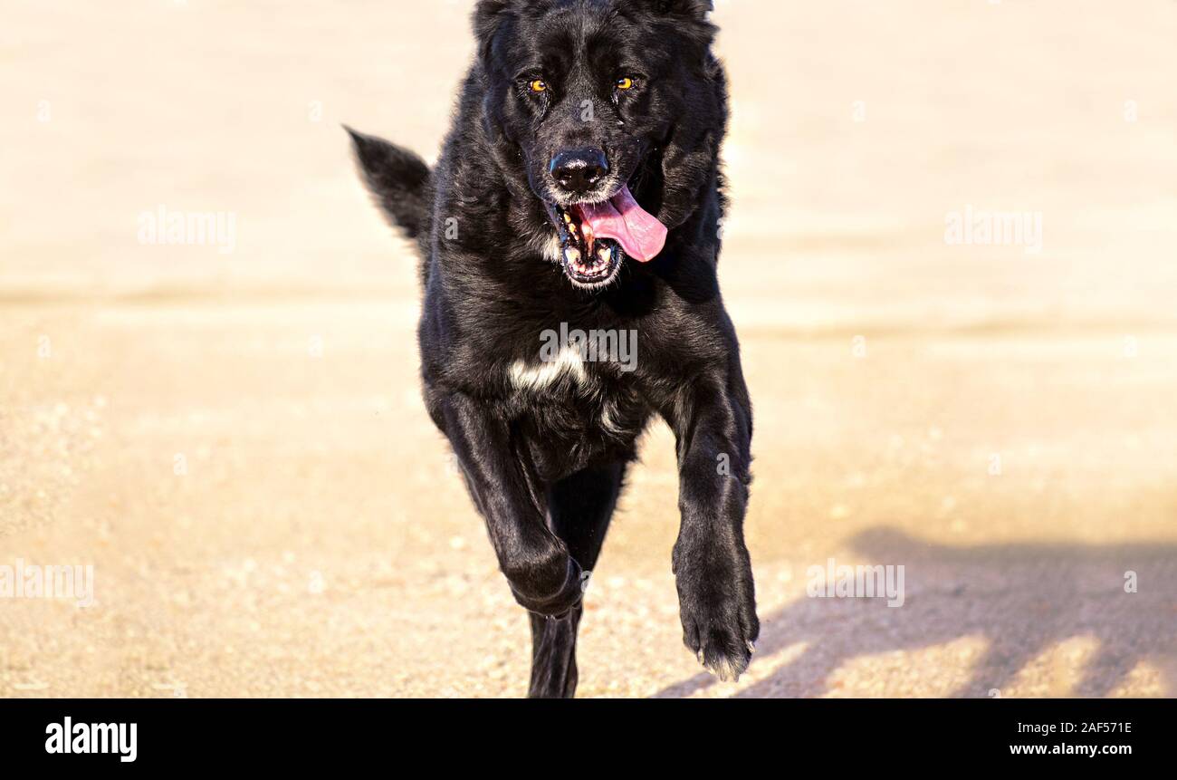 Portrait of black mastiff dog running fiercely toward the camera Stock Photo