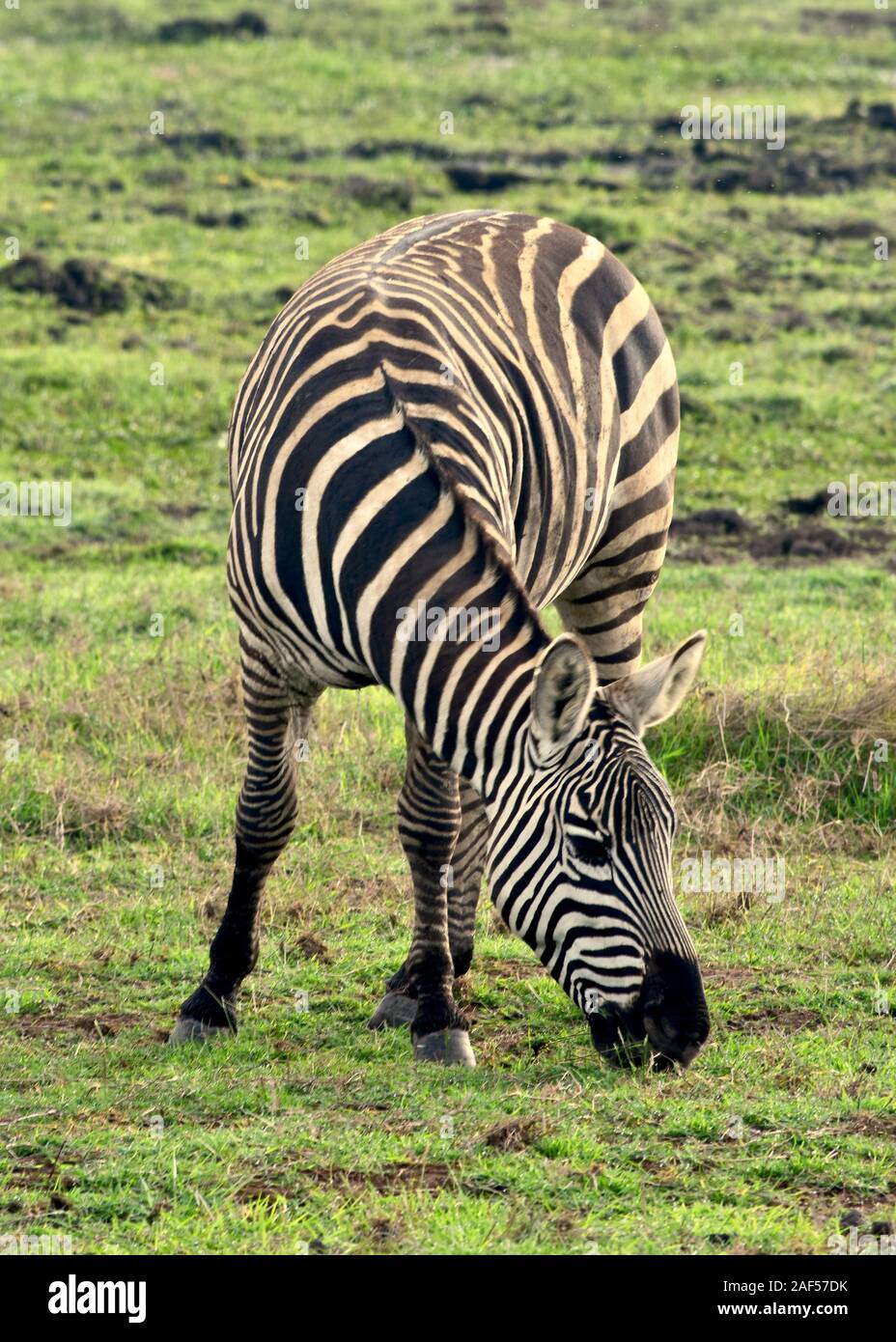 A lone Zebra grazes on an Amboseli grassland with its front facing the camera and body extending to the back. (Equus burchelli) Stock Photo