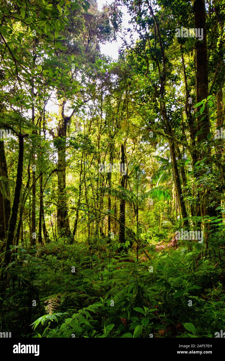 Thick green jungle in Central America Stock Photo