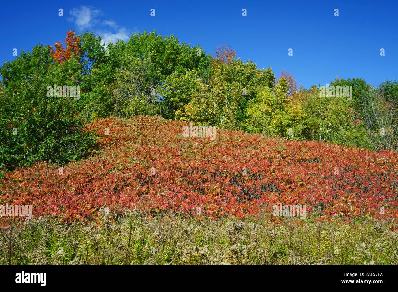 Vinegar tree leaves turned red amongst still green vegetation. Stock Photo