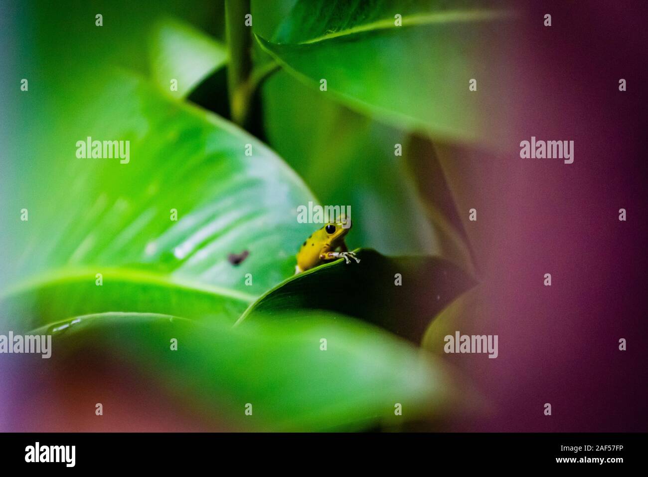 Yellow and green Strawberry Poison Dart Frog on Isla Colon, Bocas del Toro, Panama Stock Photo