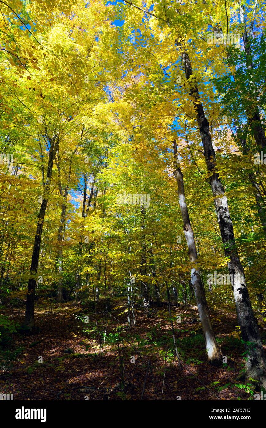 Upward view of a colorful autumnal forest against a blue sky, Vermont, USA. Stock Photo